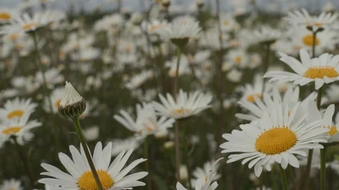 Summer field with white daisies. Stock Footage 117830951