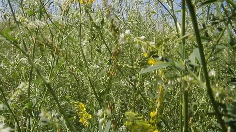 Summer field, wind, flowers Stock Footage
