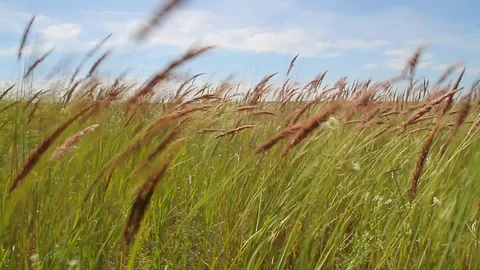 Summer field, wind Video stock 87435249