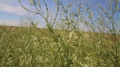 Summer field, wind Video stock 87435251