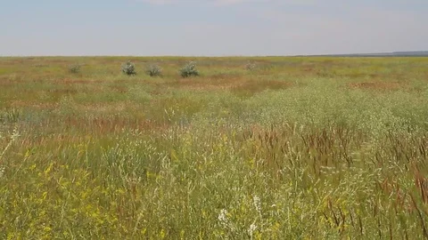 Summer field, wind Video stock 87435262