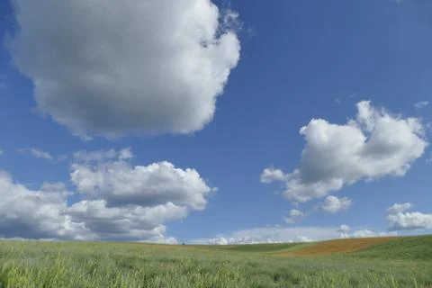 Summer fields with clouds Stock Photos