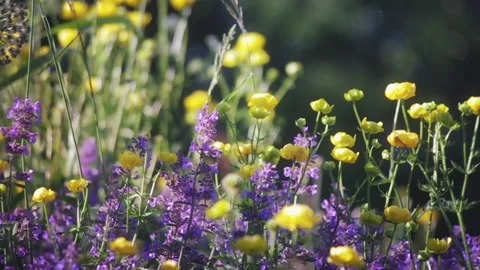 Summer Fields Of Flowers Video stock 150918460