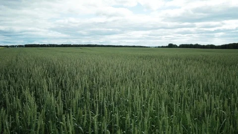 Summer fields full of unripe wheat. Rural landscape 库存影片 98105156