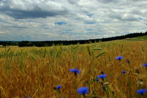 Summer fields of grain and cornflowers Stock Photos