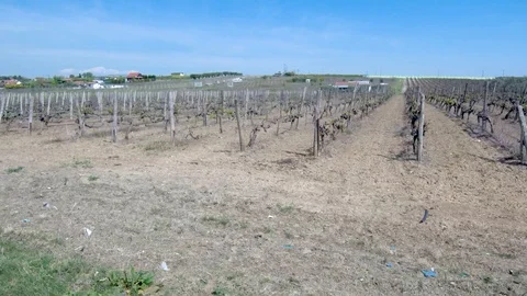 Summer fields in Halkidiki Greece Stock-Footage 113402178