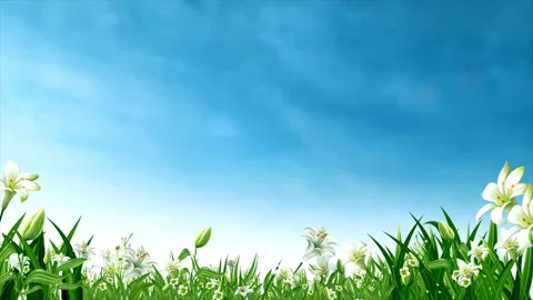 Summer Fields of Lillies Stock Footage 169546220