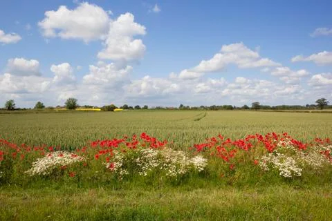 Summer fields Stock Photos