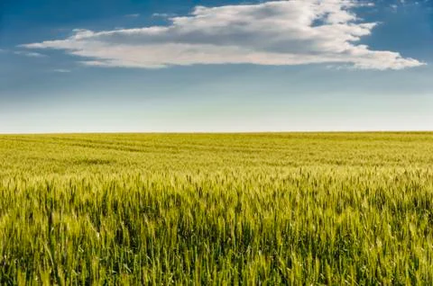Summer fields Stock Photos