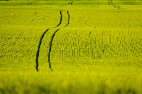 Summer fields Foto stock