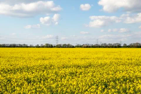 Summer Fields Stock Photos