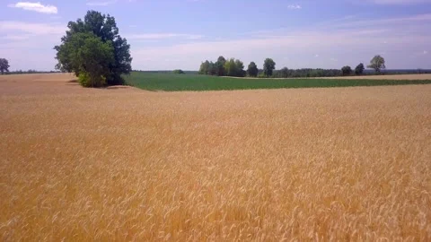 Summer fields in Poland - drone footage. Stock Footage 248461995