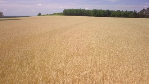Summer fields in Poland - drone footage. Stock Footage 248462020