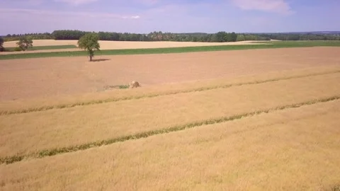 Summer fields in Poland, rural landscape. Stock Footage 247538797