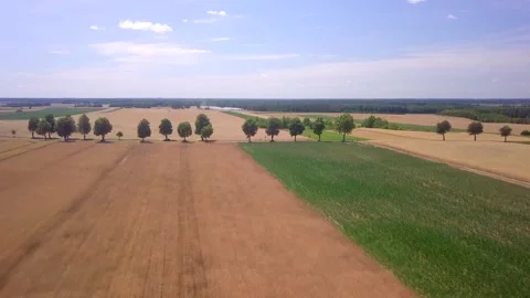 Summer fields in Poland, rural landscape. Stock Footage 247735132