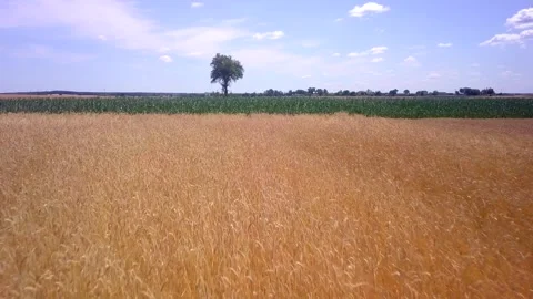 Summer fields in Poland, rural landscape. Stock Footage 247735152
