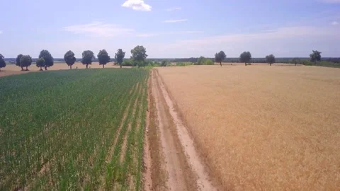 Summer fields in Poland, rural landscape. Stock Footage 248058973