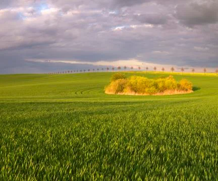 Summer fields, ripening grain crop fields in Germany Stock Photos