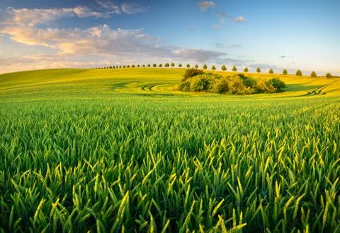 Summer fields, ripening grain crop fields in Germany Stock Photos