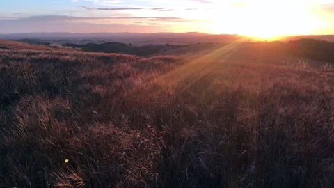 Summer in the fields of Tuscany in the sunset Stock Footage 77185177