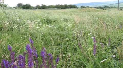 Summer fields with wild flowers, panoramic view Stock Footage 34195300