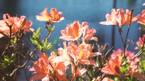 Summer in Finland Stock Footage 132958438