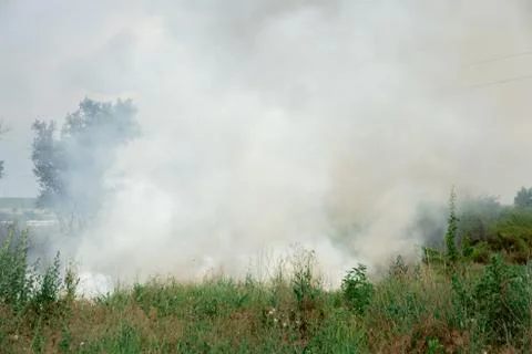 Summer fire in the green grass. large flames over the shrubs. Фото