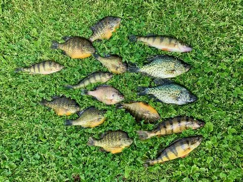 Summer fish catch Stock Photos