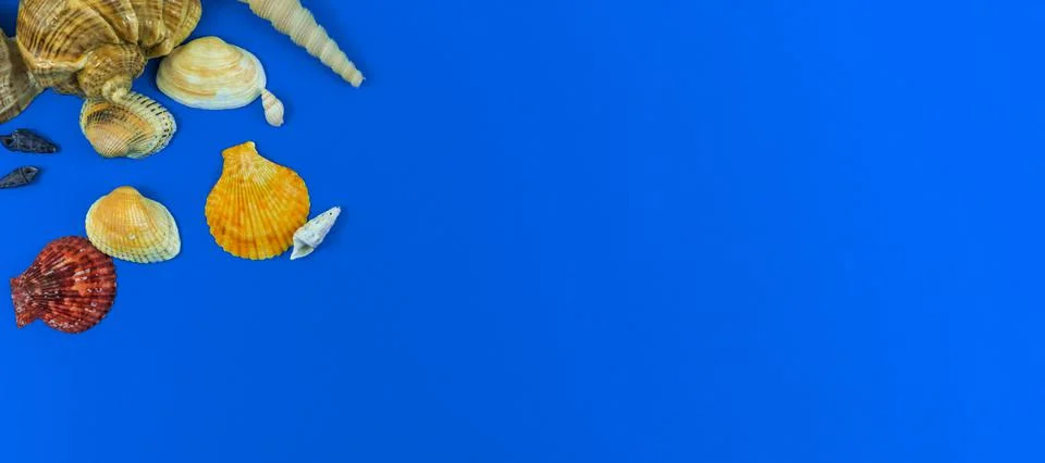Summer flat lay composition with seashells on a blue background, top view and Stock Photos