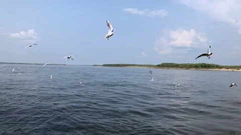 In summer a flock of gulls fly over the river. people feed the gulls Stock Footage 146009806