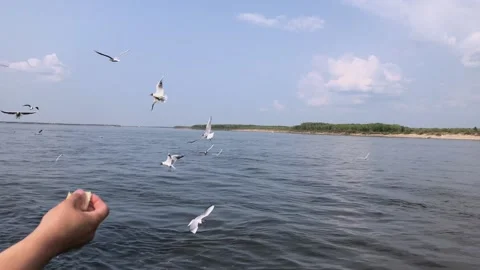 In summer a flock of gulls fly over the river. people feed the gulls. Yakutia Stock Footage 146028583