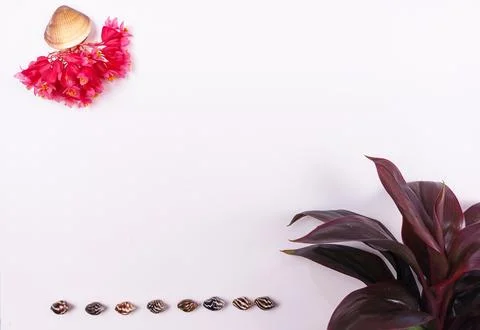 Summer Flower and Seashell Composition on White Background. Stock Photos