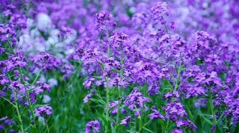 Summer flower background Stock Footage 11114388