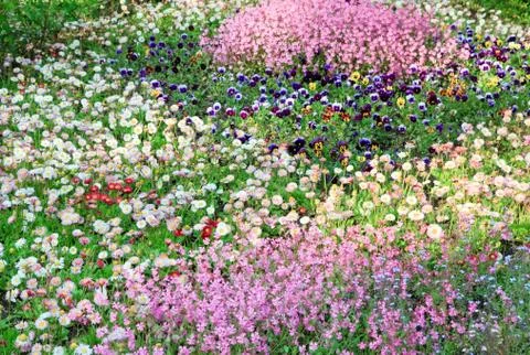 Summer flower-bed Stock Photos