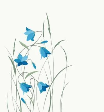 Summer flower campanula Stock Illustration