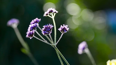 Summer flower in contour light Stock Footage 93779712