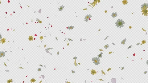 Summer Flower Explosion Flow Transition Alpha Stock Footage 311159781