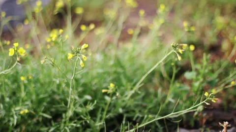 Summer Flower Field Stock Footage 39383081