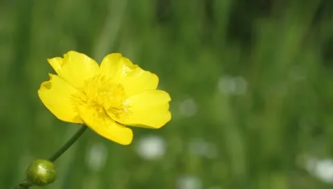 Summer Flower Video stock 11070154