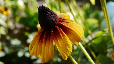 Summer flower Stock Footage 221649149