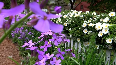 Summer flower garden Stock Footage 98678652