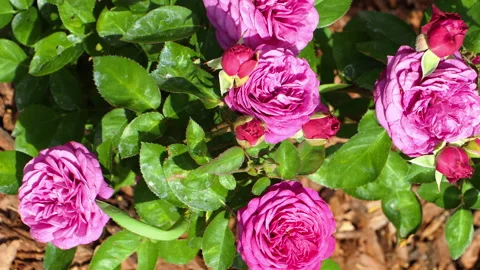 Summer flower garden Stock Footage 138296305