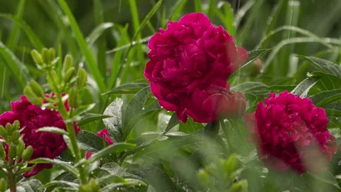 Summer flower garden Stock Footage 156813845