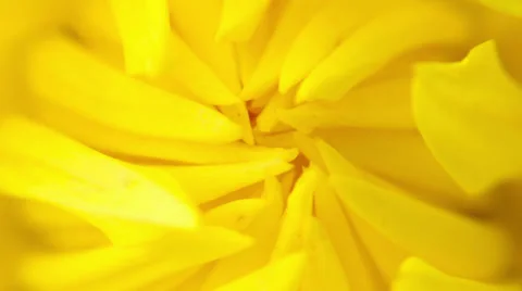 Summer flower macro Stock Footage 39587819
