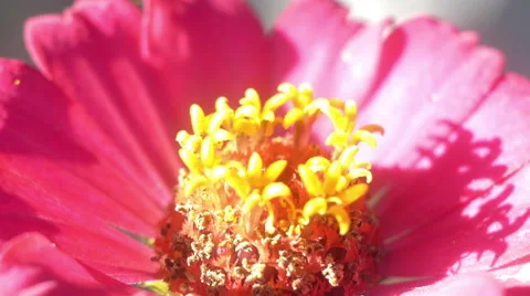 Summer Flower In Macro Stock Footage 46615765