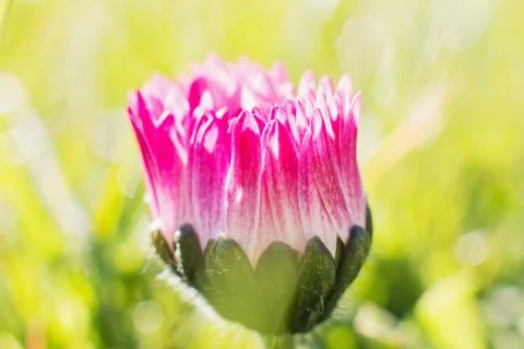 Summer flower macro Stock Photos