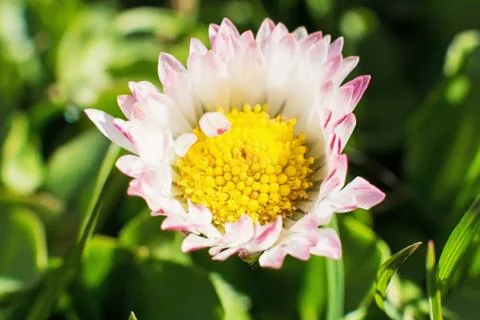 Summer flower macro Stock Photos