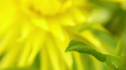 Summer flower macro slow motion Stock Footage 39587642