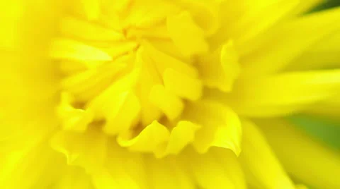 Summer flower macro slow motion 스톡 동영상 39587736