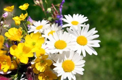 Summer flower Stock Photos